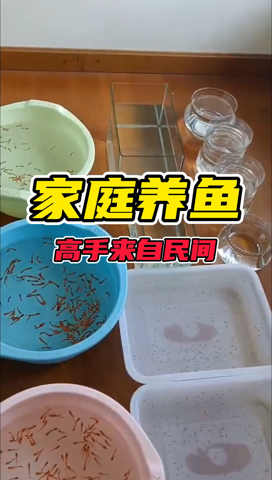 #观赏鱼#高手来自民间高密度家庭养鱼#孔雀鱼#观赏鱼#2022光合创作者大会#水族