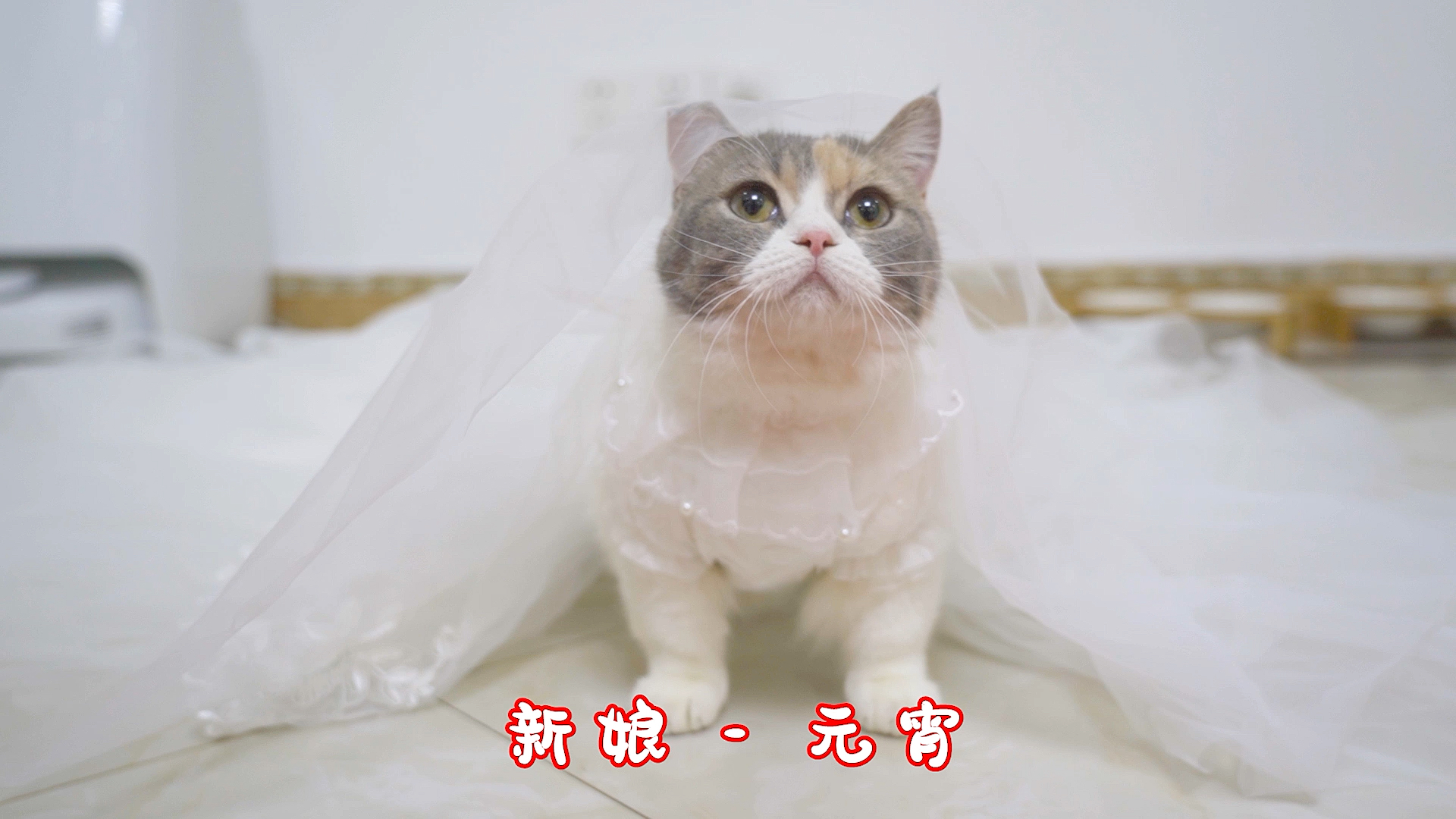 #我家萌宠成精啦#主人斥巨资给2只猫办婚礼，还让它们现场洞房，猫：羞死了！