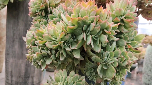 #多肉植物#瀑布式绮罗缀化老桩,从绿到红层次感非常美!