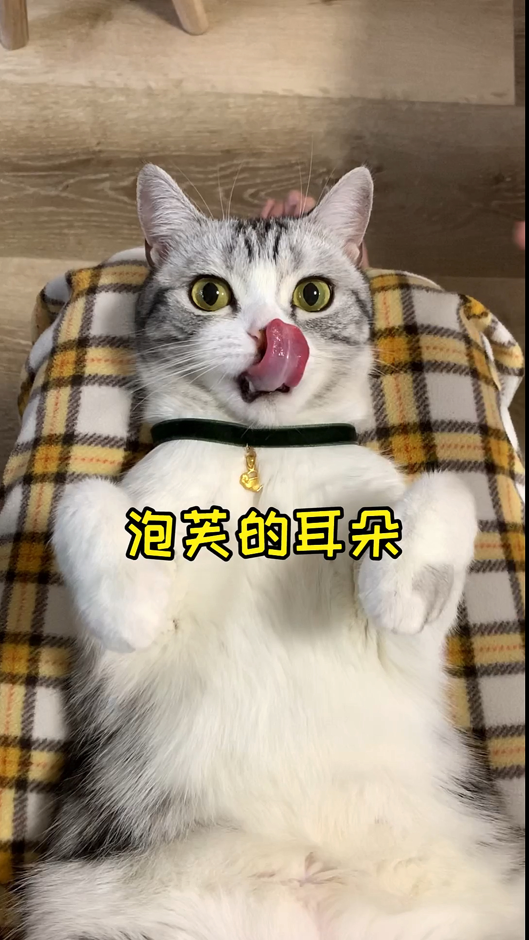 #家有猫咪#关于猫咪的耳朵,你还知道那些特别之处呢?