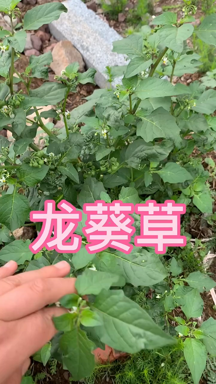 #破壳计划#植物知识之龙葵草!