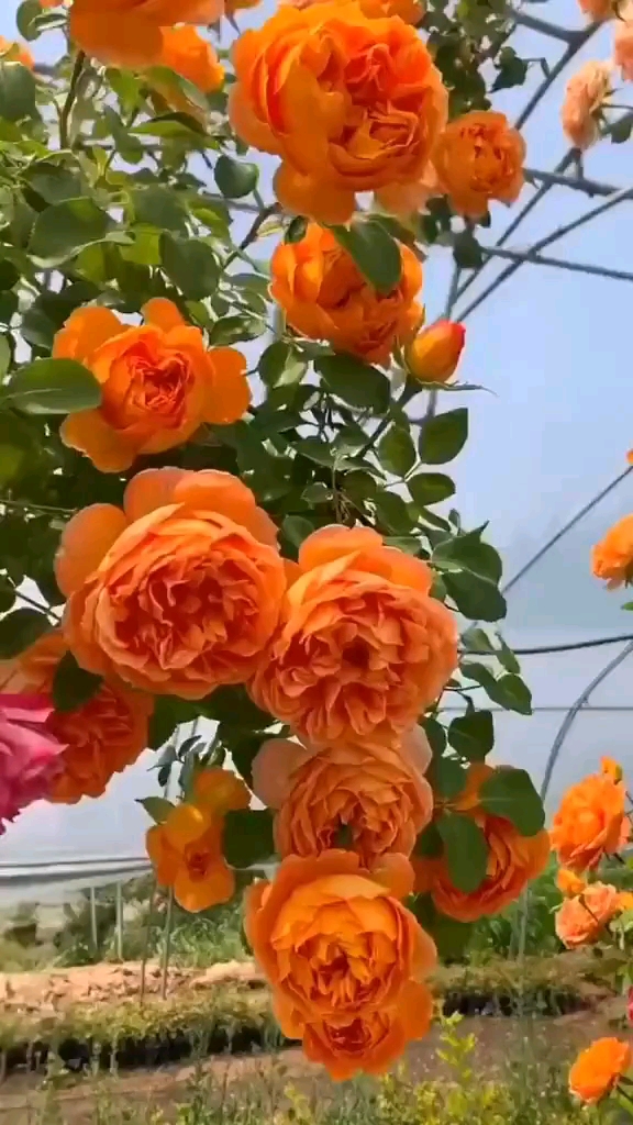 藤本月季蜂蜜焦糖,花量多花期长多季循环开花