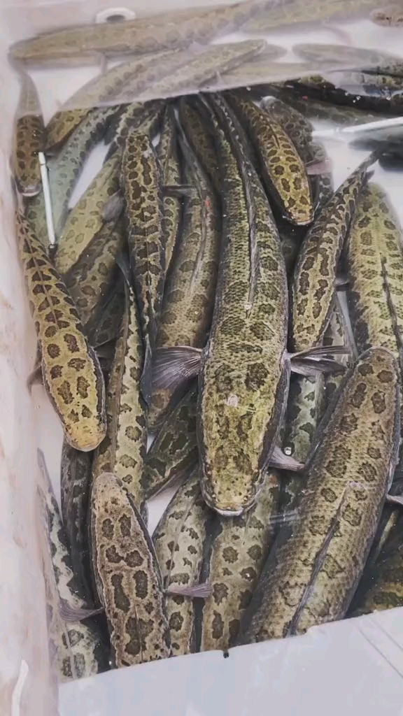 野生黑鱼。