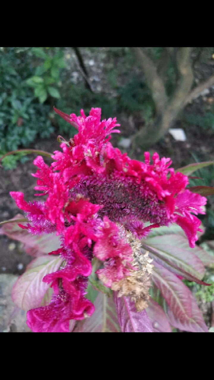 鸡冠花不仅好看,还可以吃。形形色色的鸡冠花美食如花玉鸡、红油鸡冠花、鸡冠花蒸肉