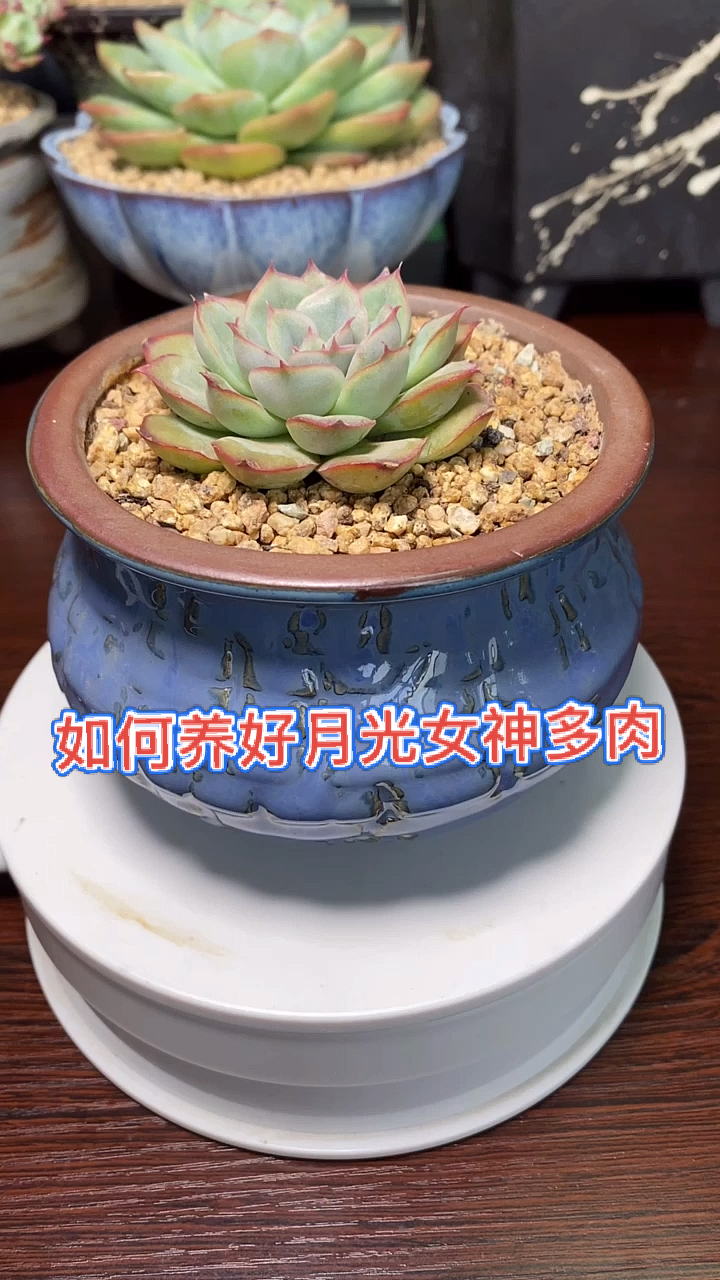 #多肉植物#30秒,带你了解如何养好月光女神多肉