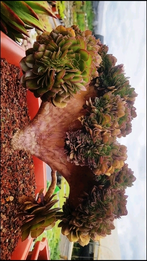 #多肉植物万圣节法师#法师万圣节缀化种植养护方法