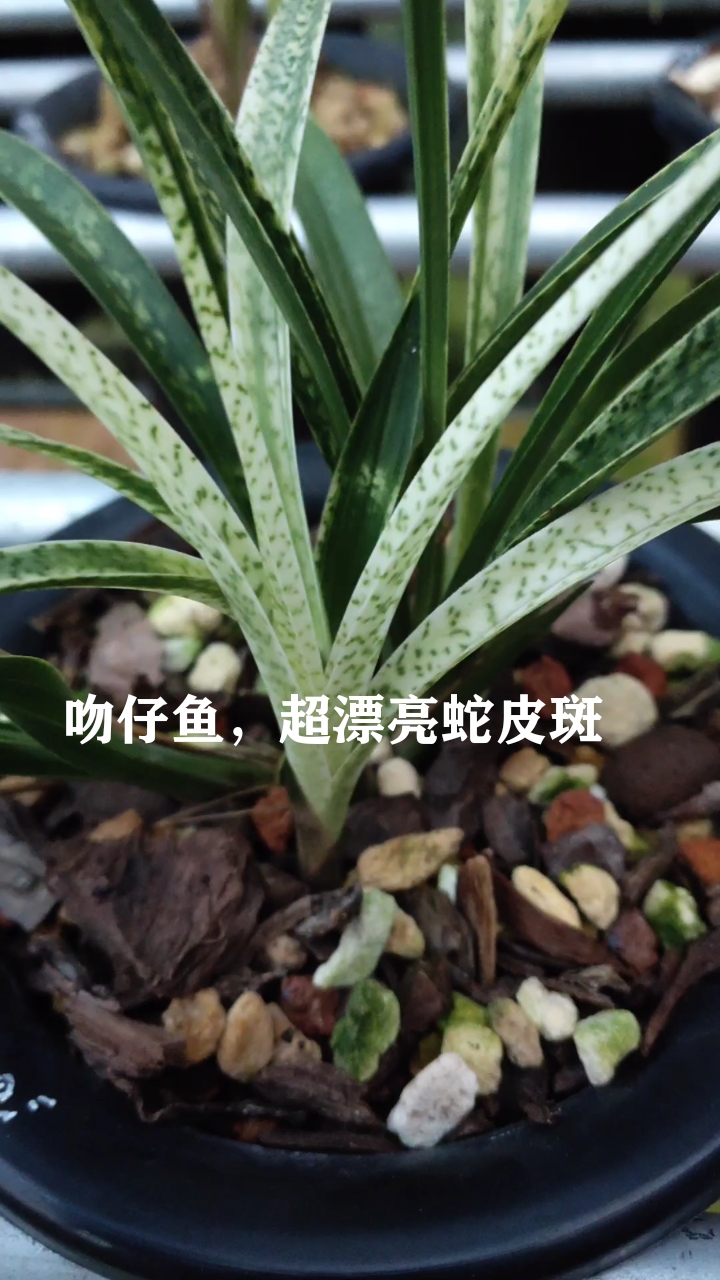 #兰花欣赏交流上热门#春兰艺草,