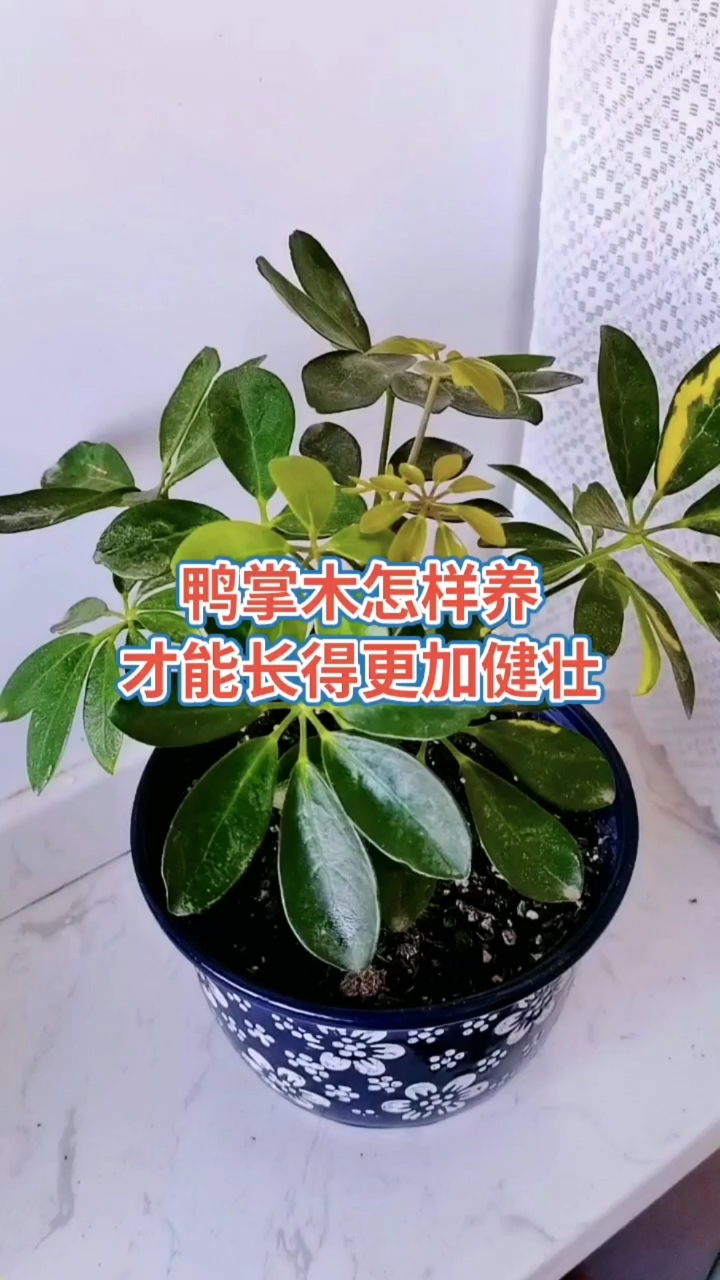 #养花#鸭掌木怎么养才能长的更加健壮