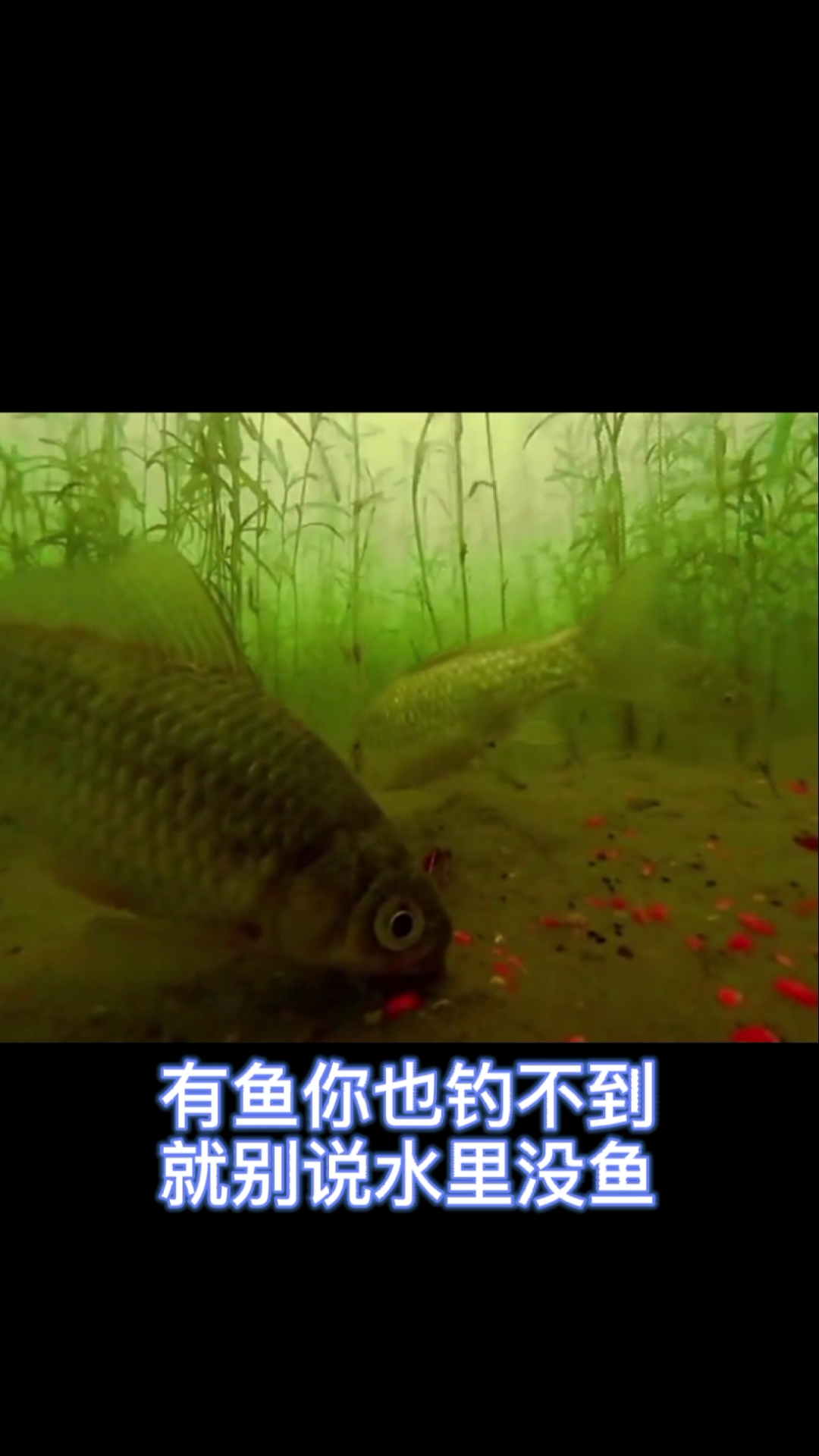 #钓鱼#这个视频告诉你钓不到鱼真不怪水里没鱼