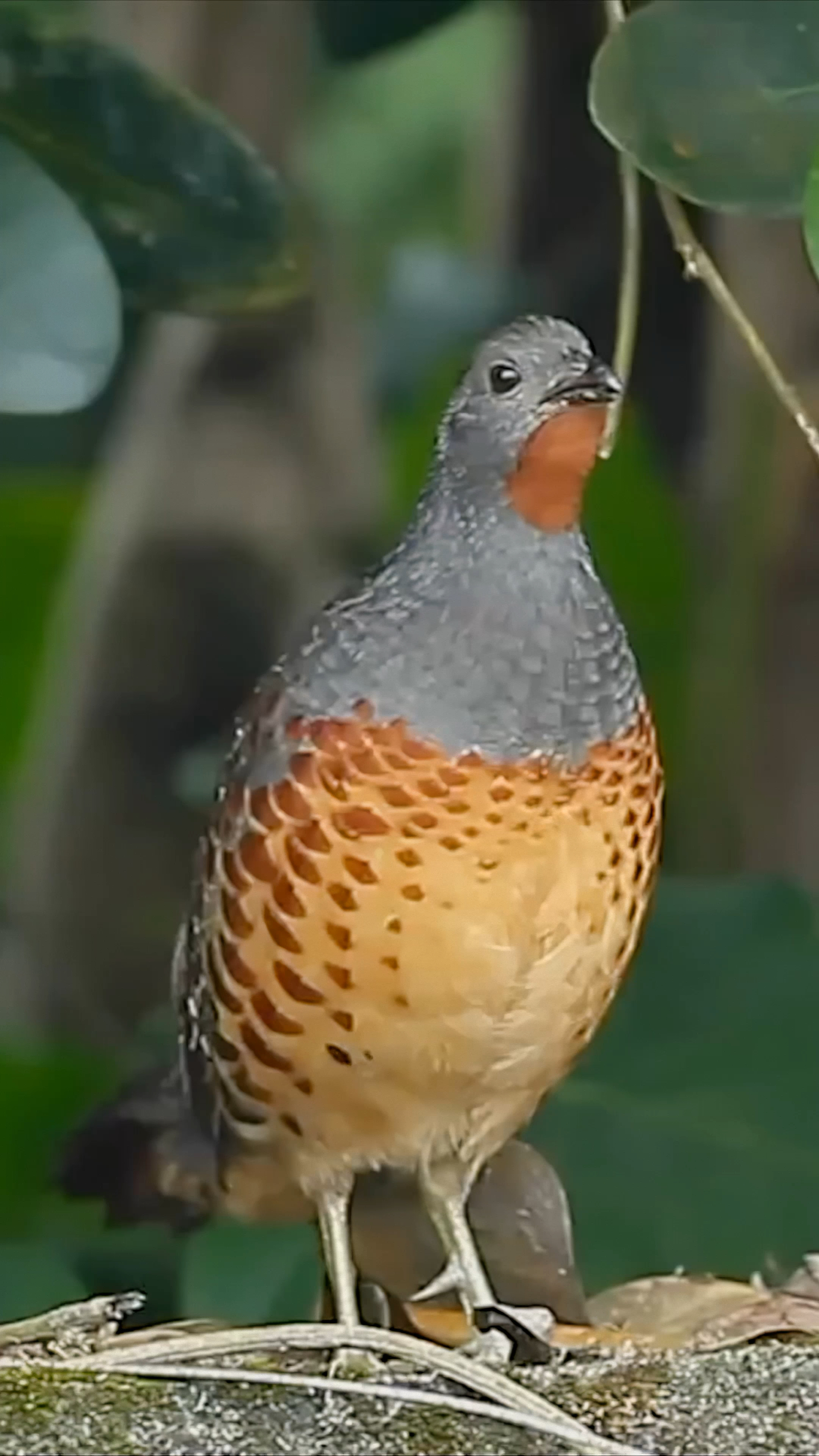 #探纪自然#竹鸡大叫:美国坏～美国坏