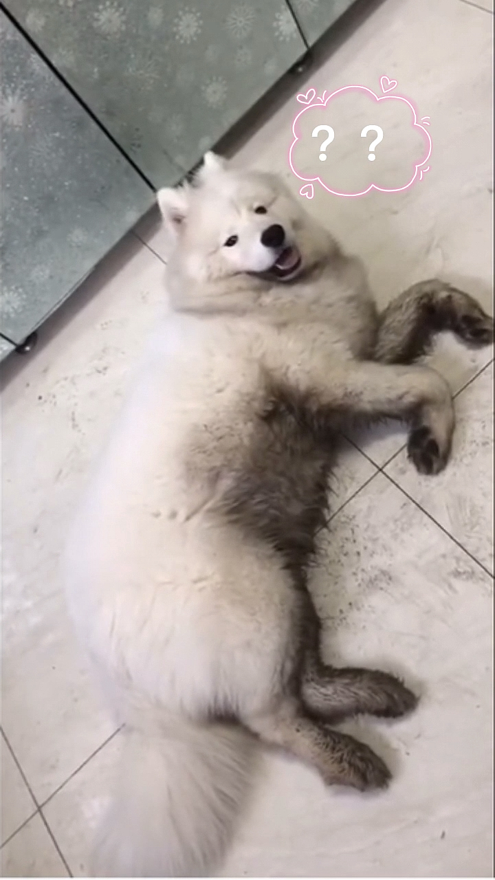 狗肉怎么做好吃?