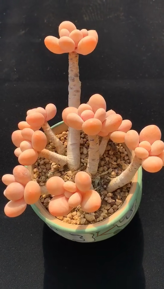 #有一种可爱叫多肉!#蛋黄奶,黄的透亮