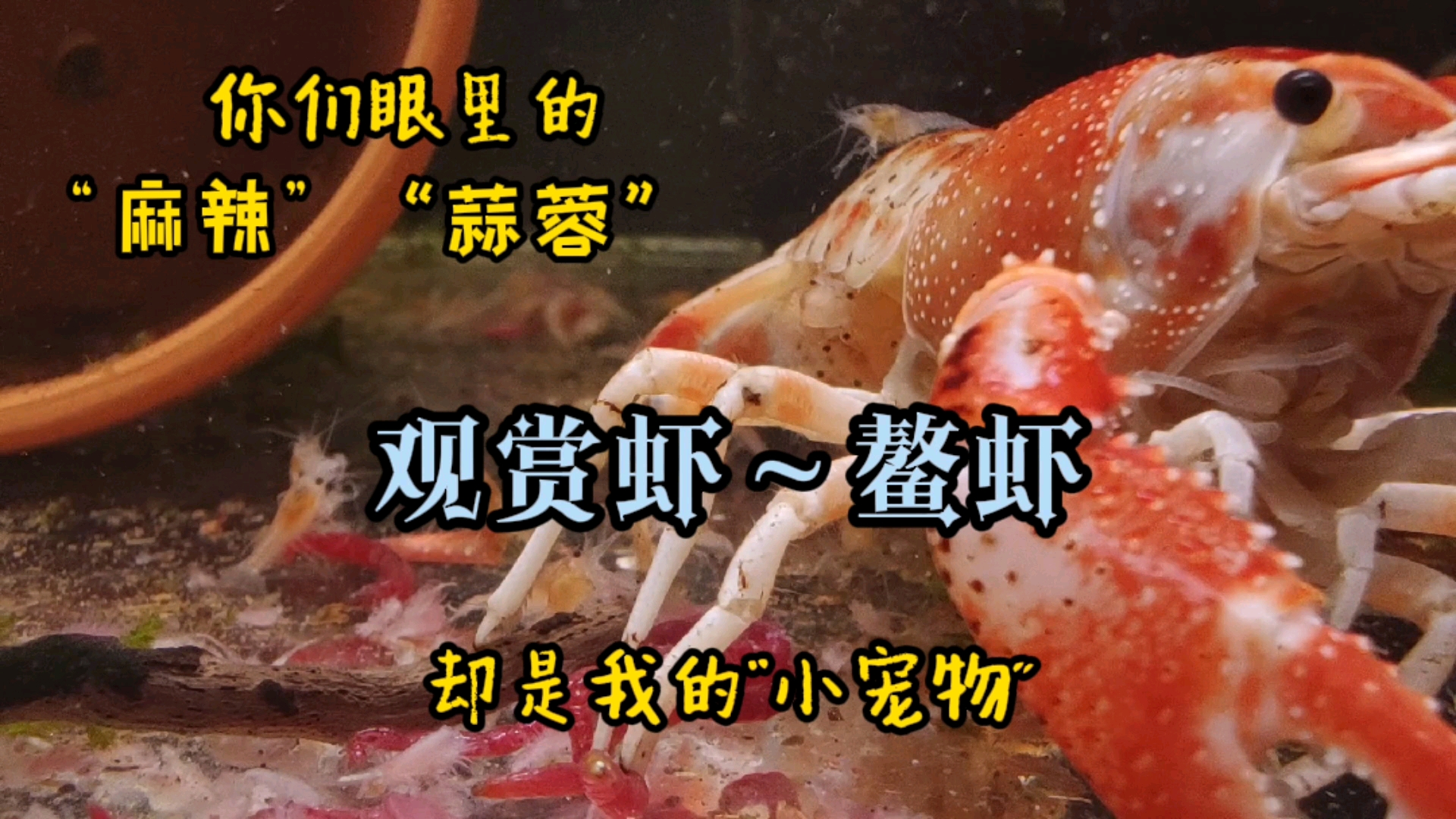 #记录生活#很多人眼中它只是“一盘菜”,却是我的小宠物,观赏虾鳌虾