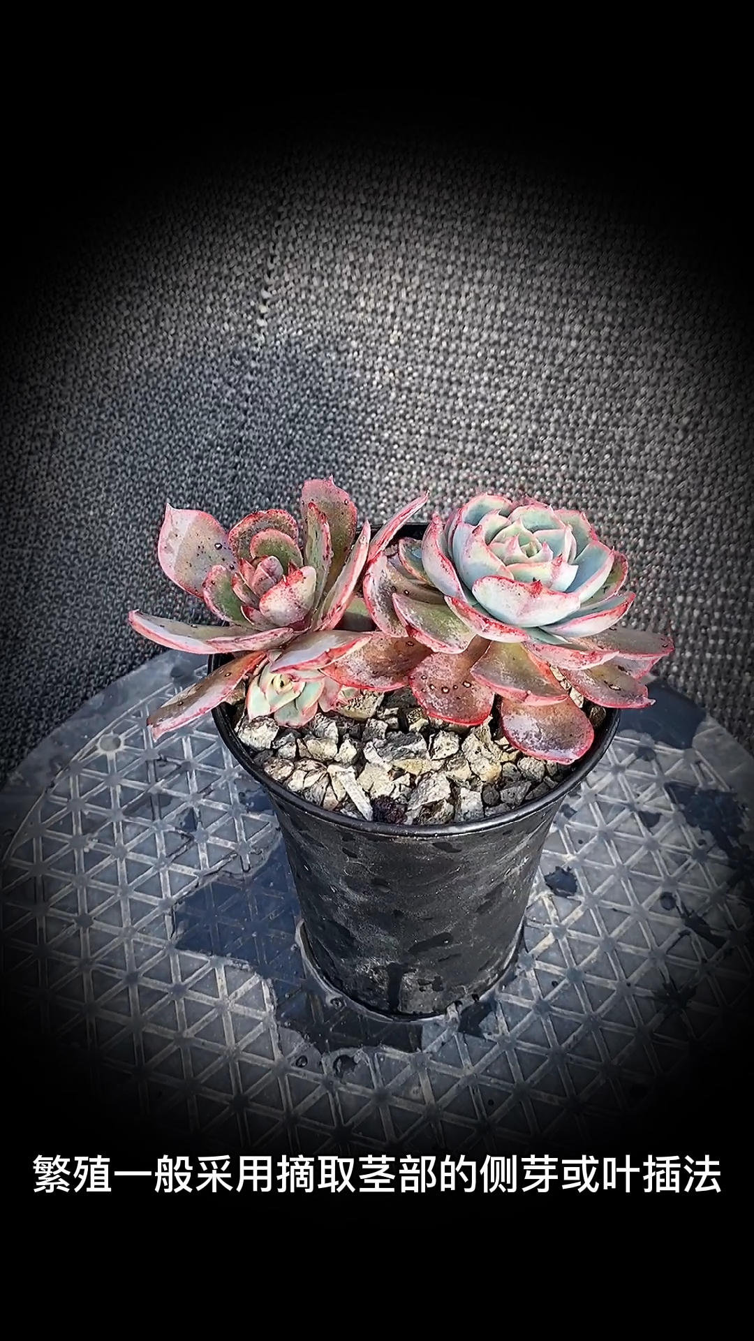 #有一种可爱叫多肉!#阿美星多肉(又叫阿米西达)多肉植物:是景天科拟石莲属的多肉植物。