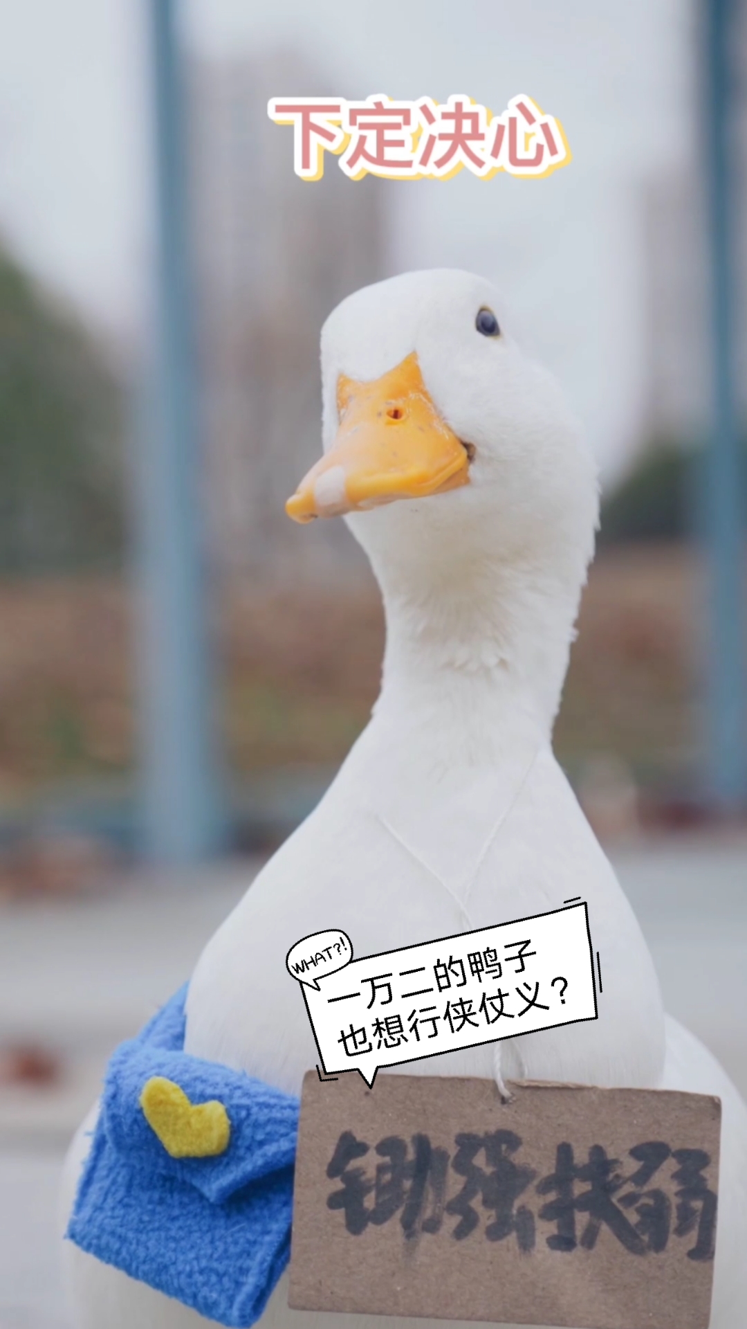 #搞笑萌宠#【柯尔鸭】不就是一万二的柯尔鸭，还有颗武侠心…