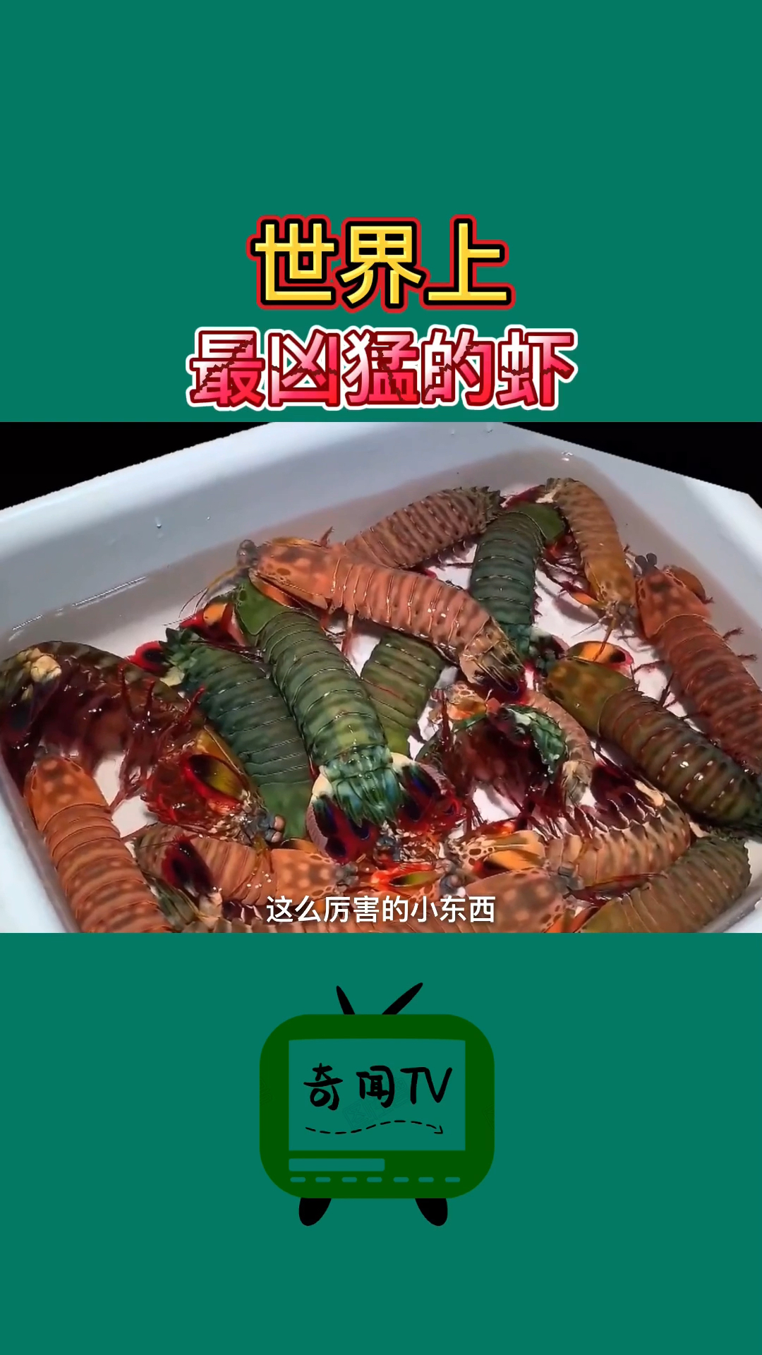 #世界之最#世界上最凶猛的虾,堪称海底“平头哥”!