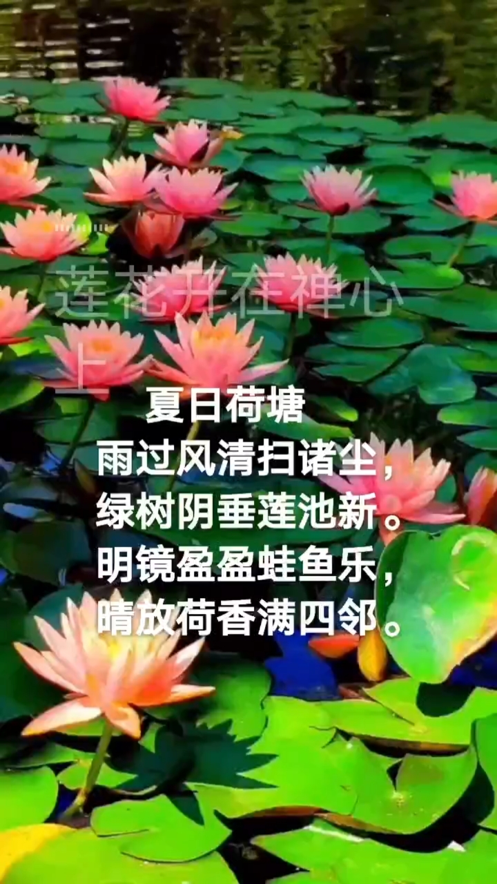 夏日荷花别样红,亭亭玉立碧池中。
