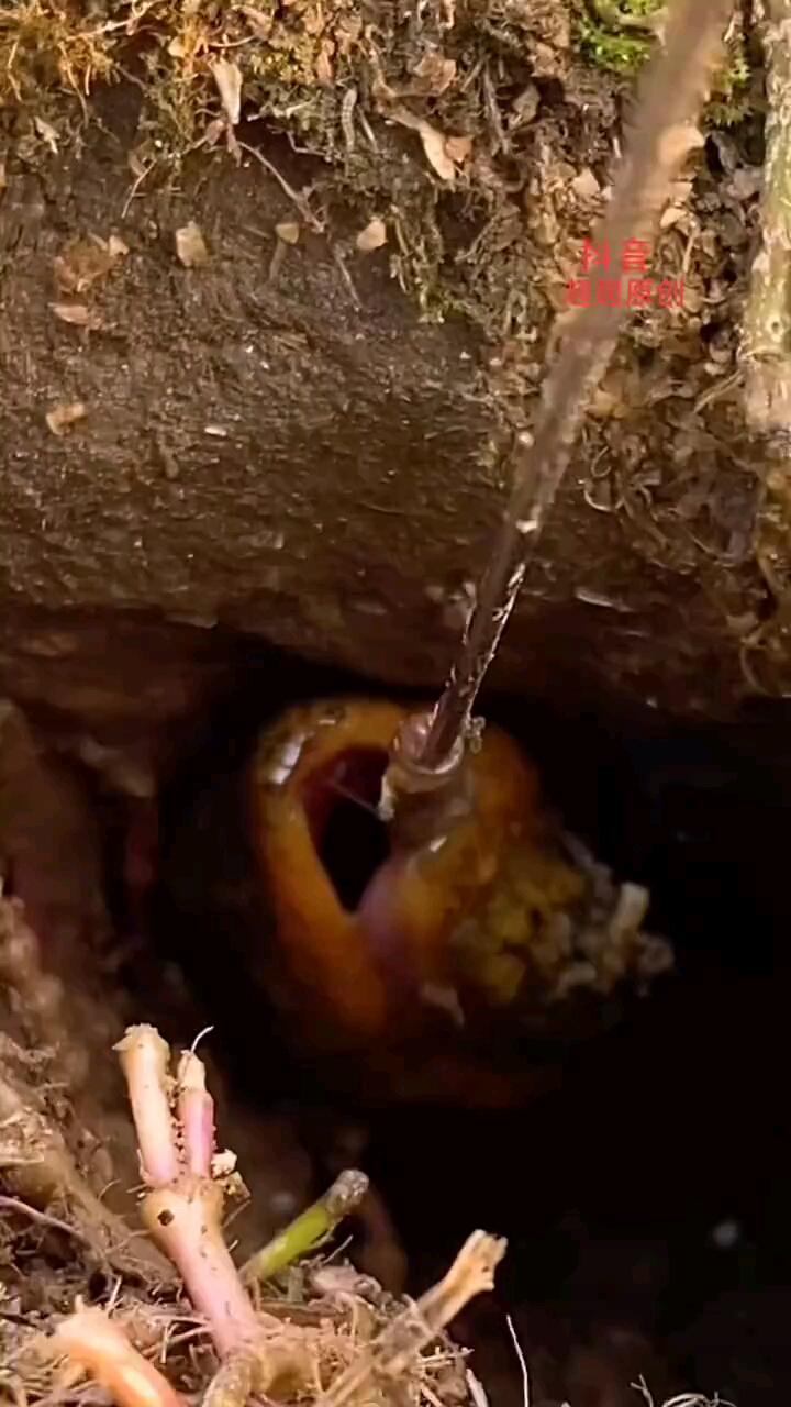 户外钓鳝世界上最大的鳝鱼36斤的在湖州被发现,这条鳝鱼能比吗?