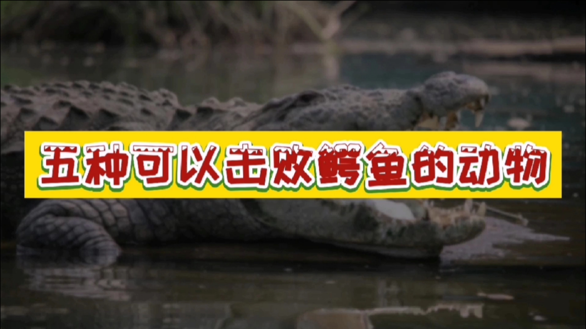 #动物世界#五种可以击败鳄鱼的动物