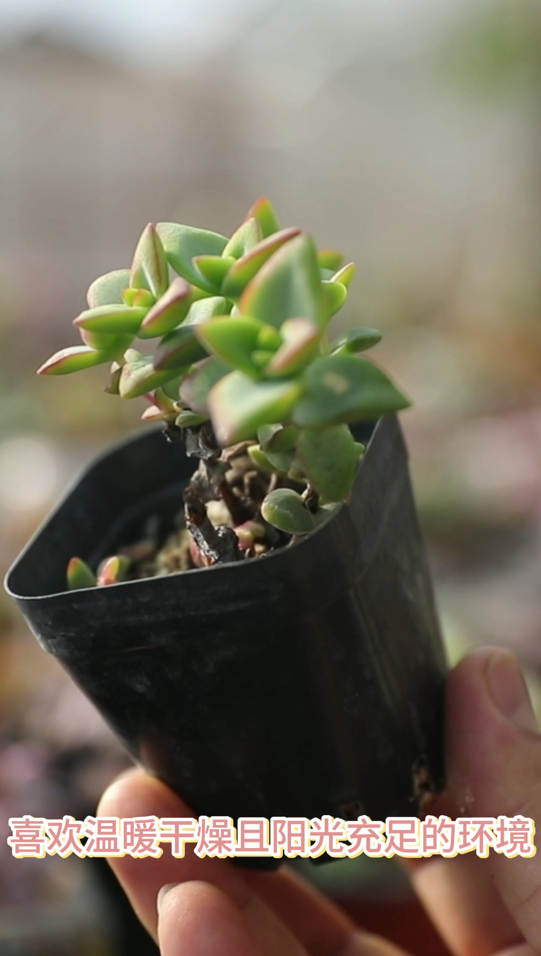 #乡村生活#多肉植物自由女神长什么样?