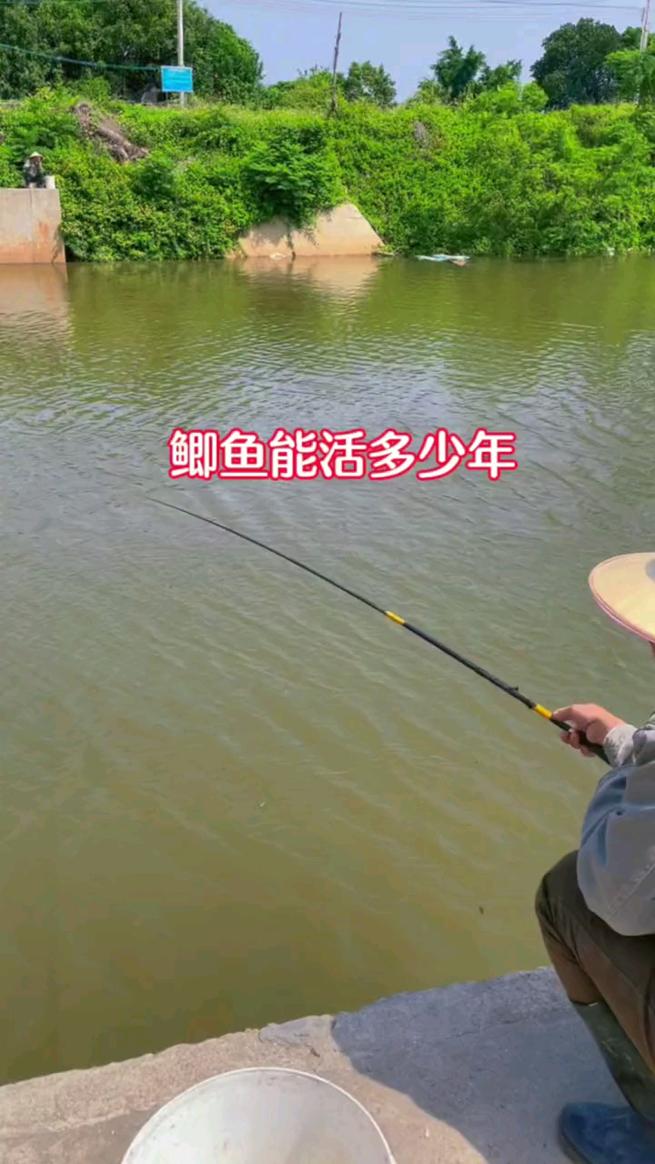 #钓鱼#鲫鱼的这些知识钓鱼人都应该知道,赶紧收藏起来吧