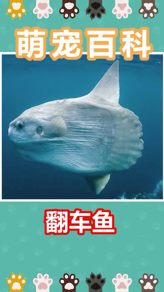 翻车鱼