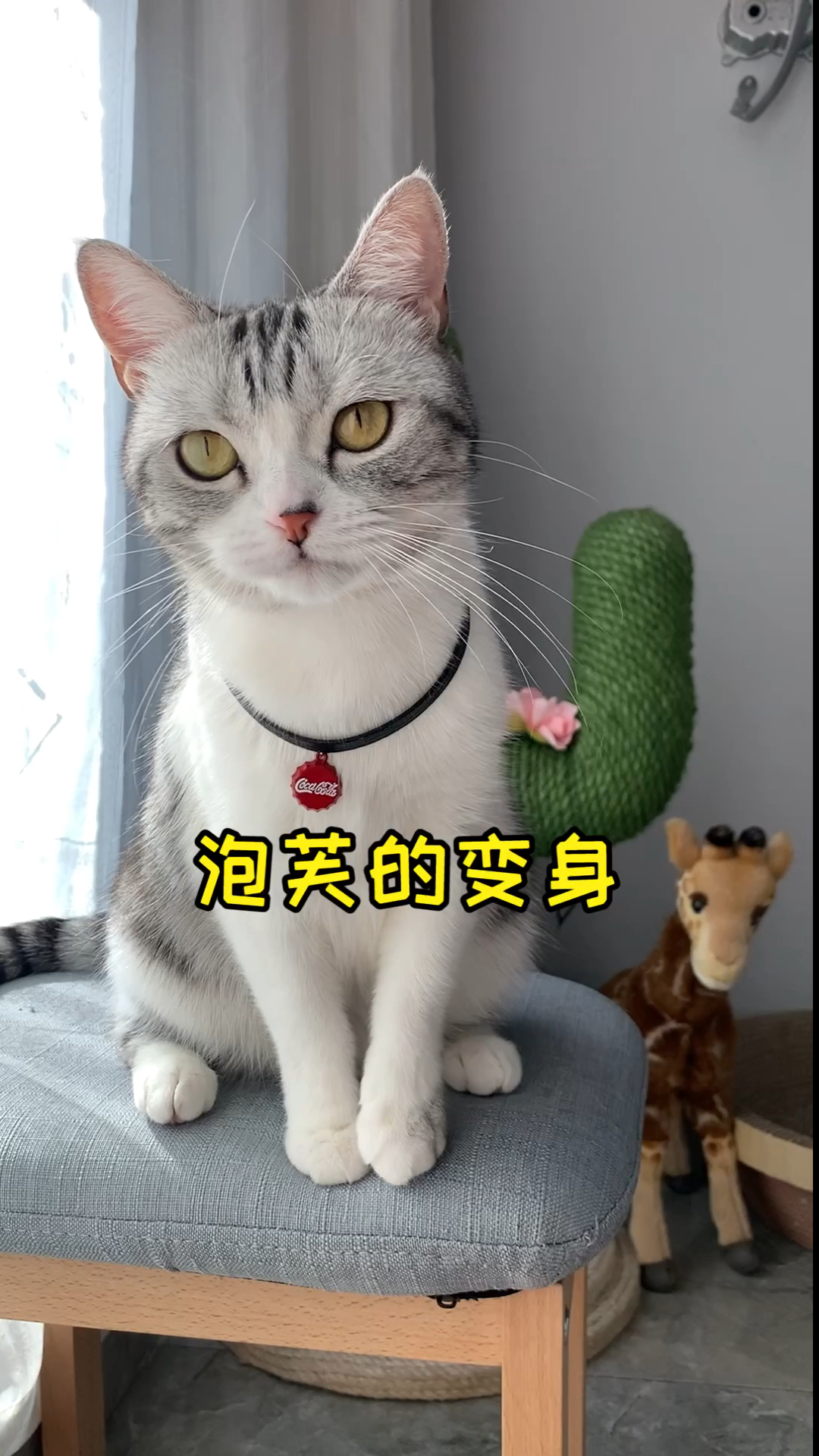 #我家萌宠成精啦#泡芙也学会变身了，今天是帅帅芙！