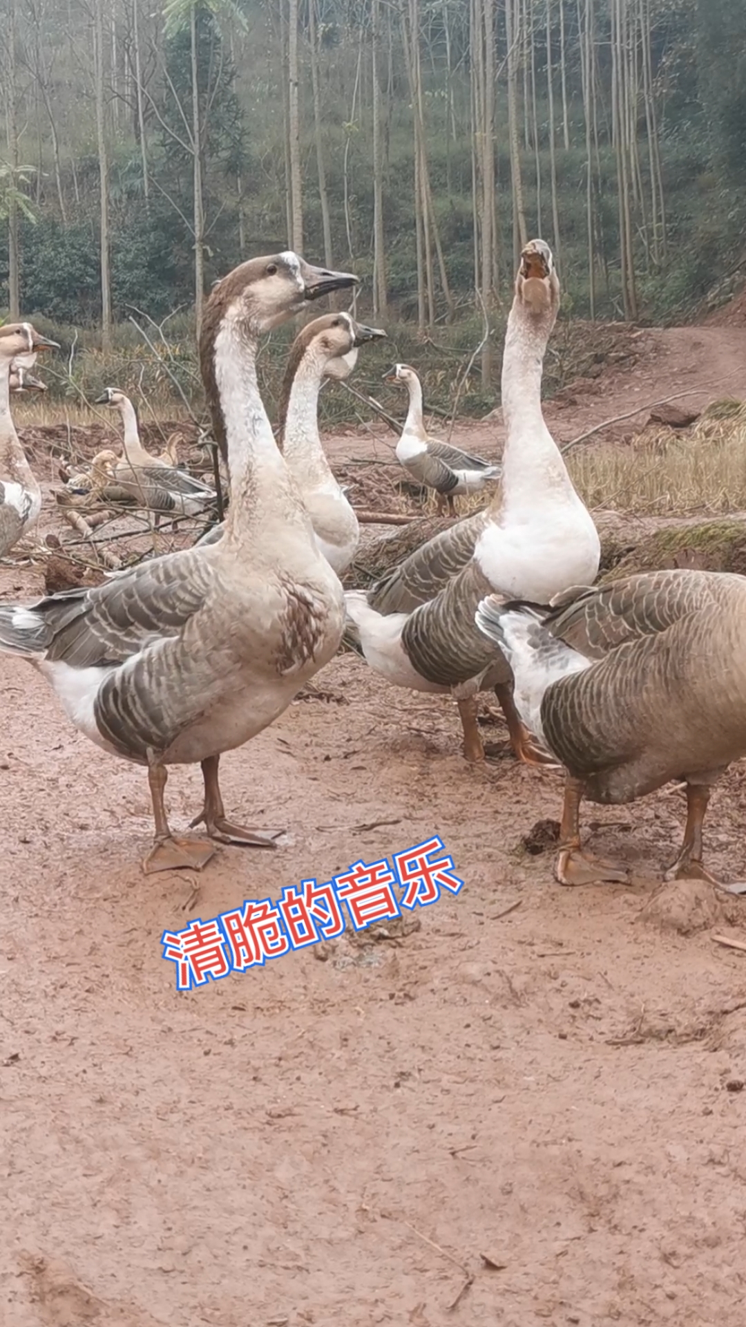 #萌宠趣事打卡#大鹅的叫声真动听