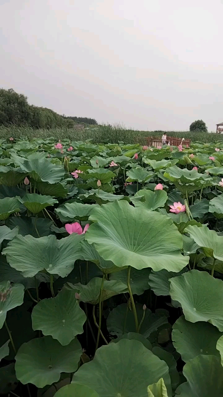 唐山南湖最美荷花