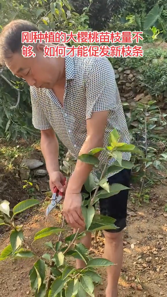 刚种植的大樱桃树苗,如何修剪才能促发更多枝条,增加产量