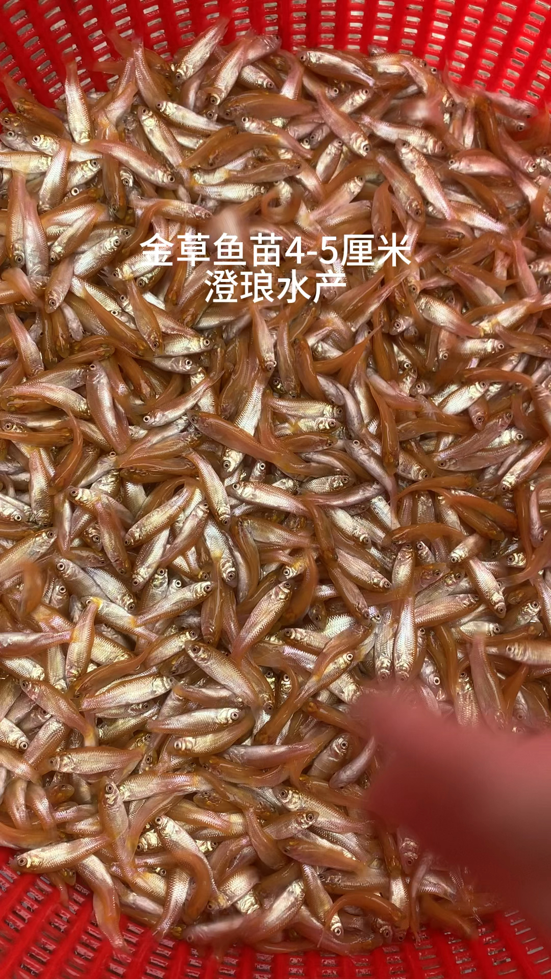 金草鱼苗俄罗斯金丝鲩鱼苗