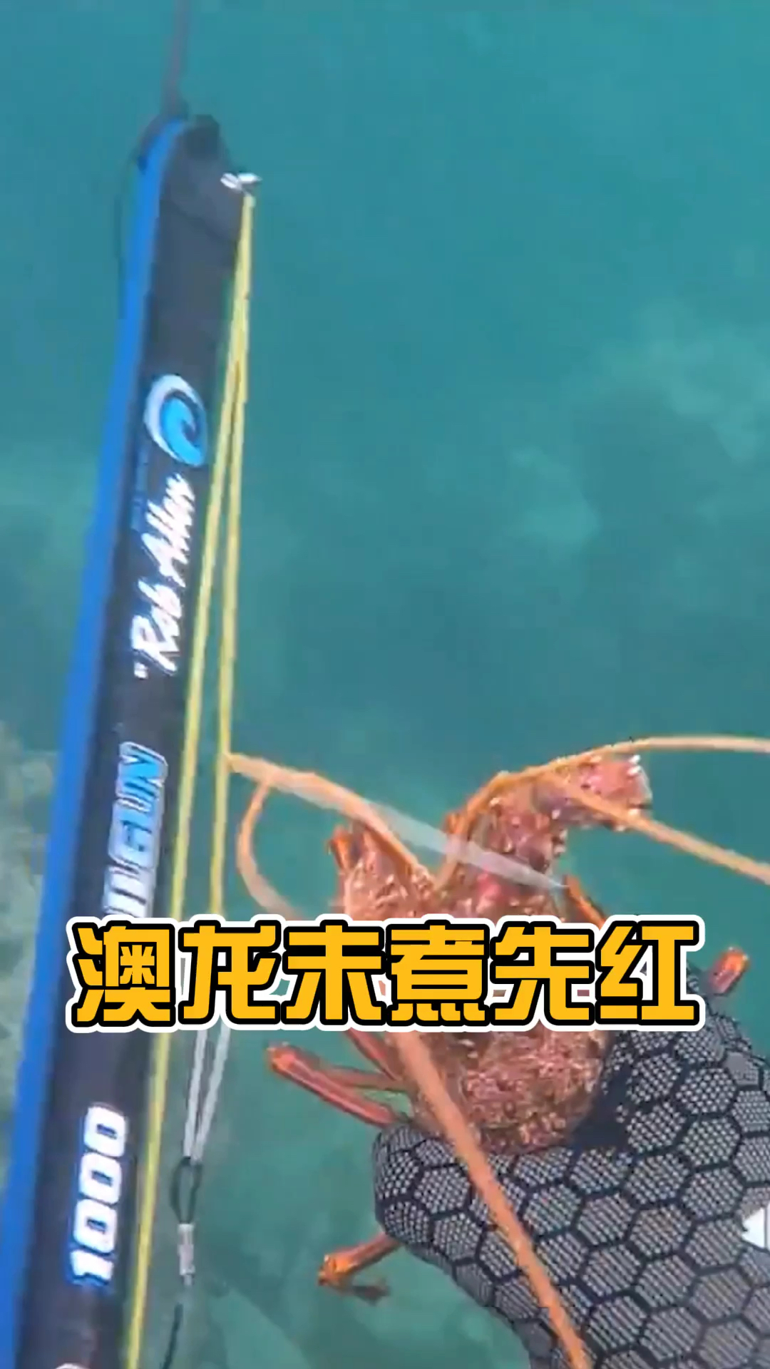 什么龙虾还没煮熟就是红色的?答案就是真正的澳洲龙虾,盒马鲜生一般都有可以去瞅瞅