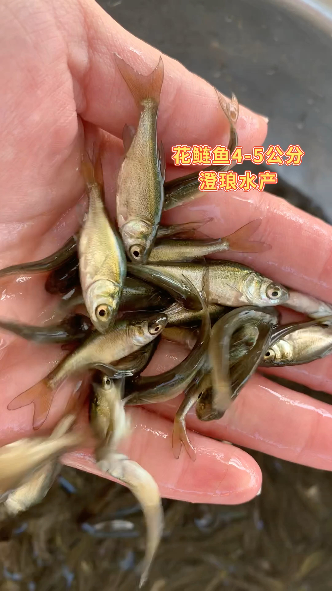 花鲢鱼苗大头鱼苗雄鱼苗鳙鱼苗胖头鱼苗活体包活包邮