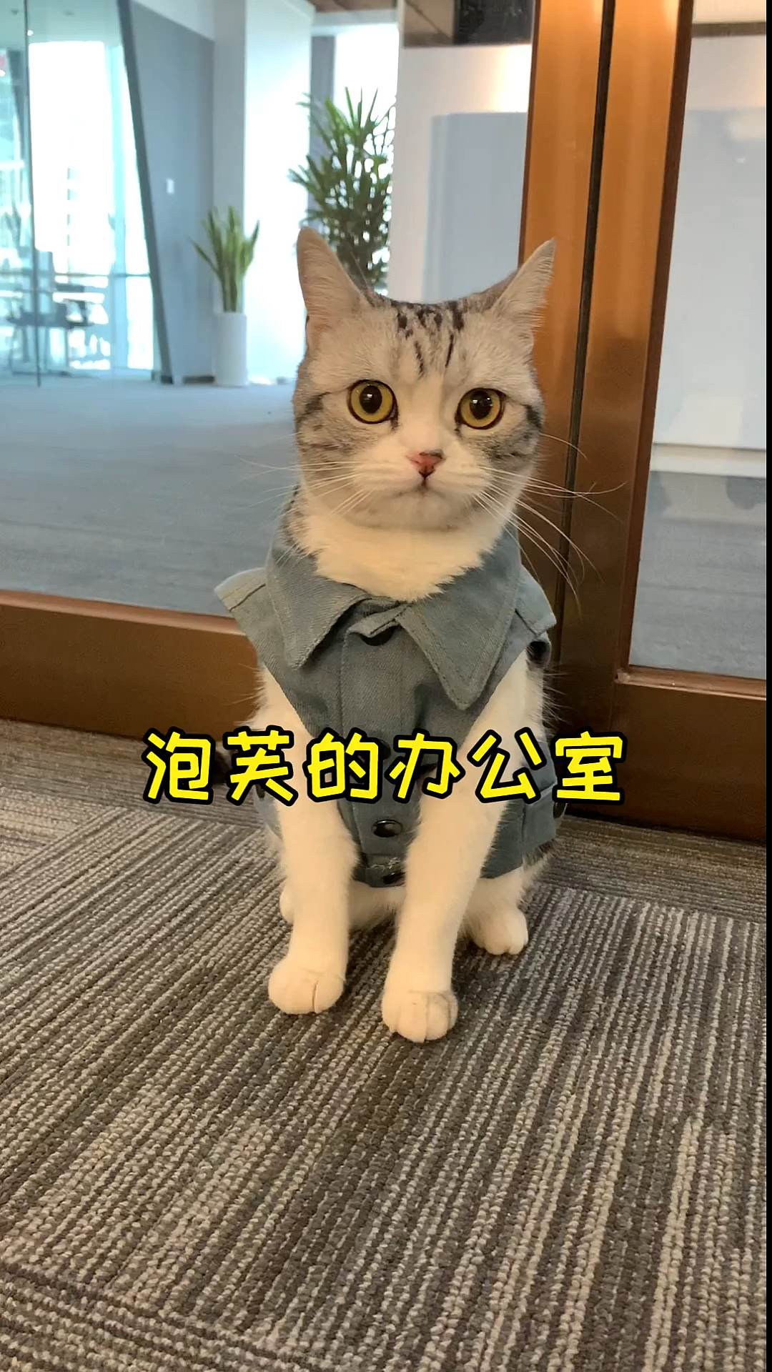 #家有猫咪#泡芙的新办公室装修好了,以后猫老板要经常来上班啦