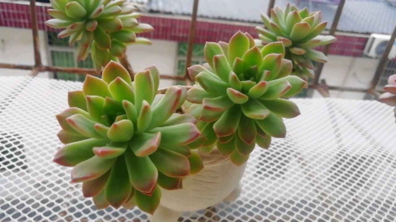 多肉植物