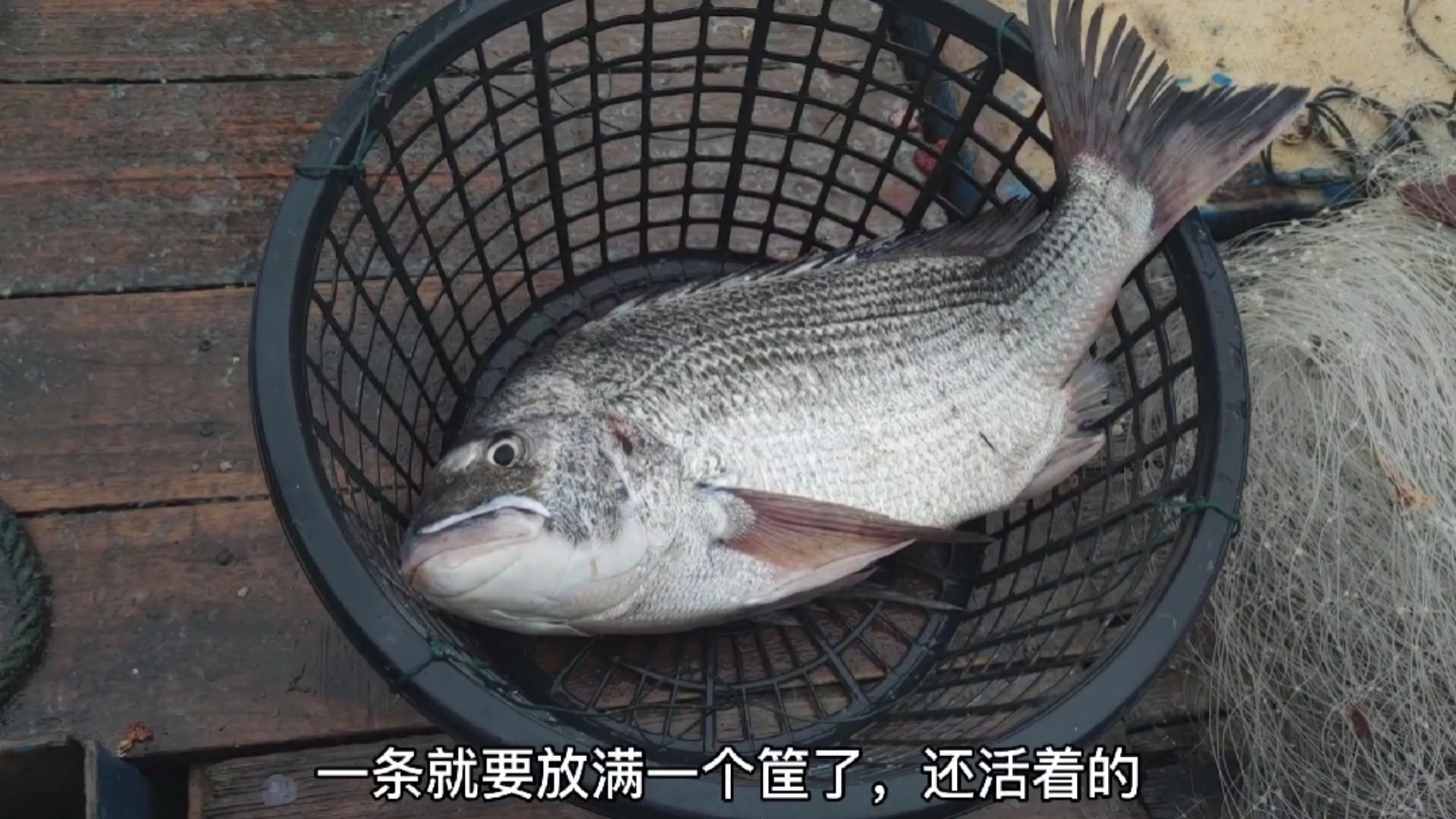 #劳动最光荣#彪哥捕获一条近十斤的大货，老渔民也说这种鱼很少这么大，龙虾也上来了（二）