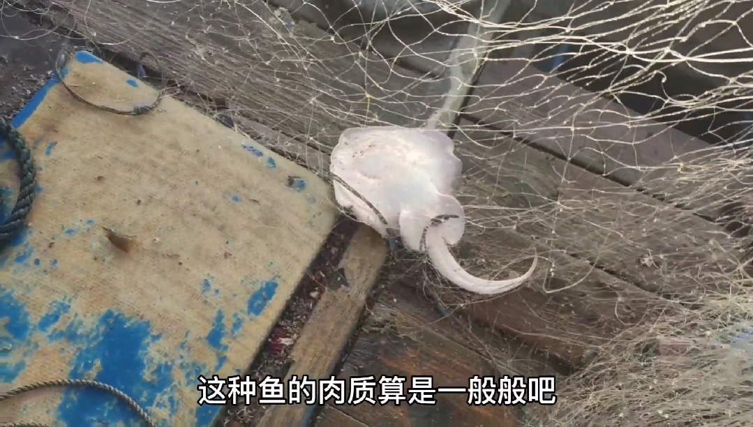 #乡村生活#彪哥在外海捕鱼,终于捕到了非常值钱的海红斑,但是可惜了这条鱼