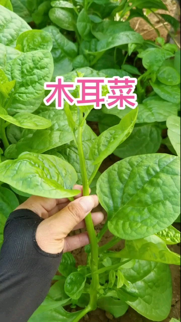 木耳菜