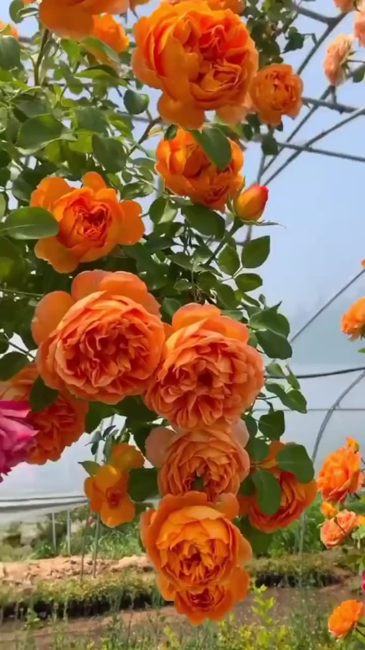 爬藤月季蜂蜜焦糖