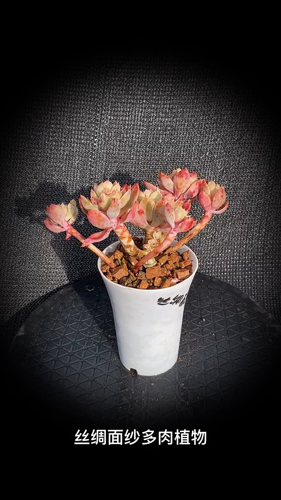 #有一种可爱叫多肉!#丝绸面纱多肉植物:是景天科拟石莲属多肉植物。