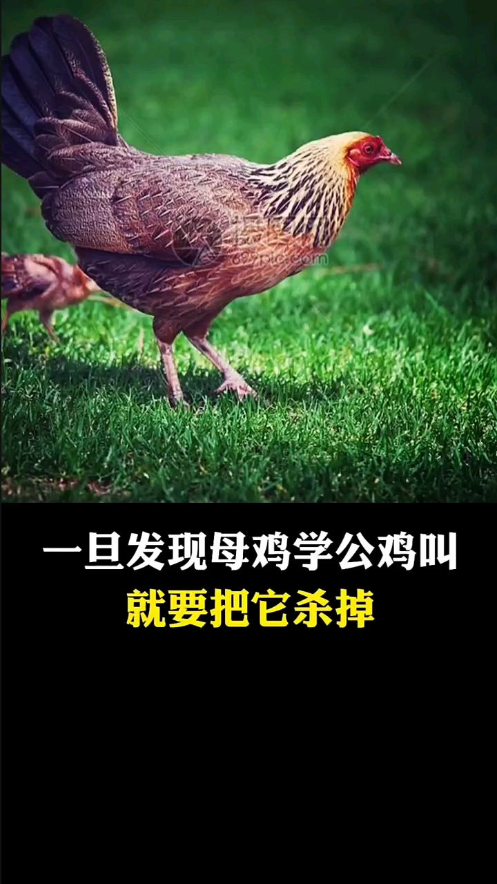 为何一旦发现母鸡学公鸡叫,就要把它杀掉,原来是有科学依据的