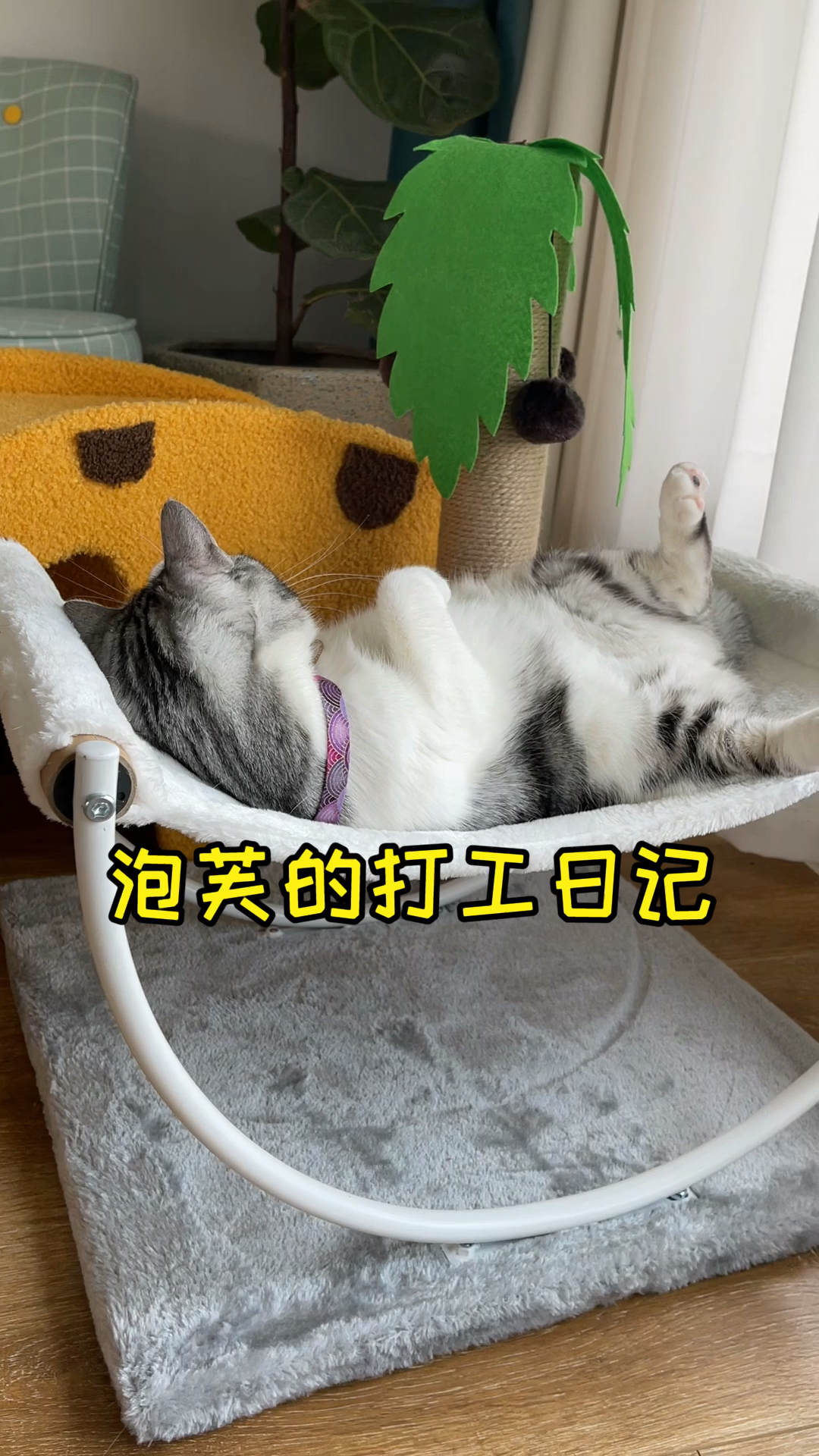 #猫咪日记#认真工作的芙芙上线，越努力越幸运哦～