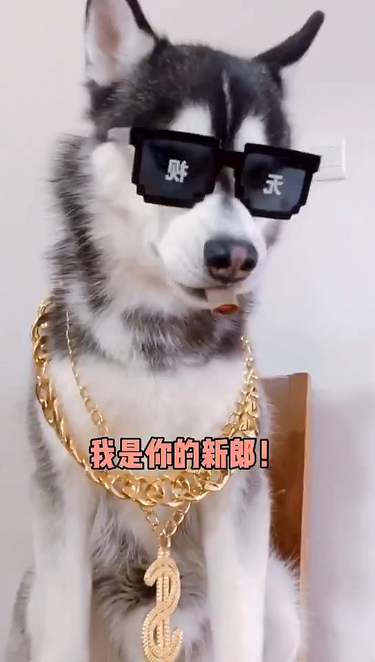 #宠物伴侣#你又不是个演员!!!