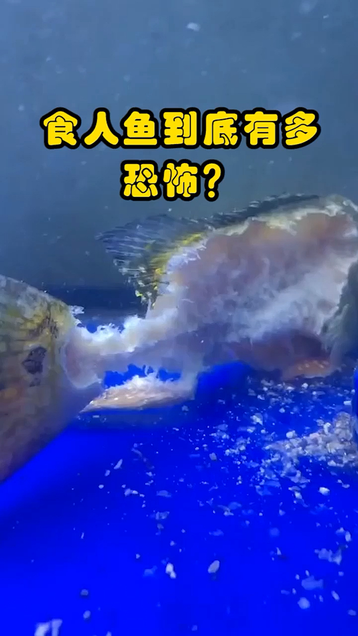 #奇闻趣事抢先看#食人鱼到底有多恐怖?