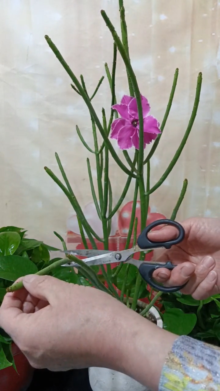 如何繁殖珊瑚柱?