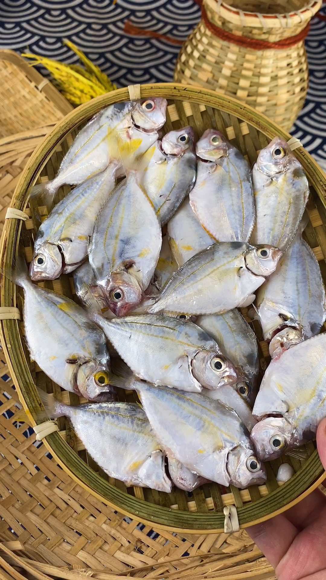 #潮汕美食#豆酱煮金钱花(金钱花鱼)最简单的做法,最鲜甜的味道。