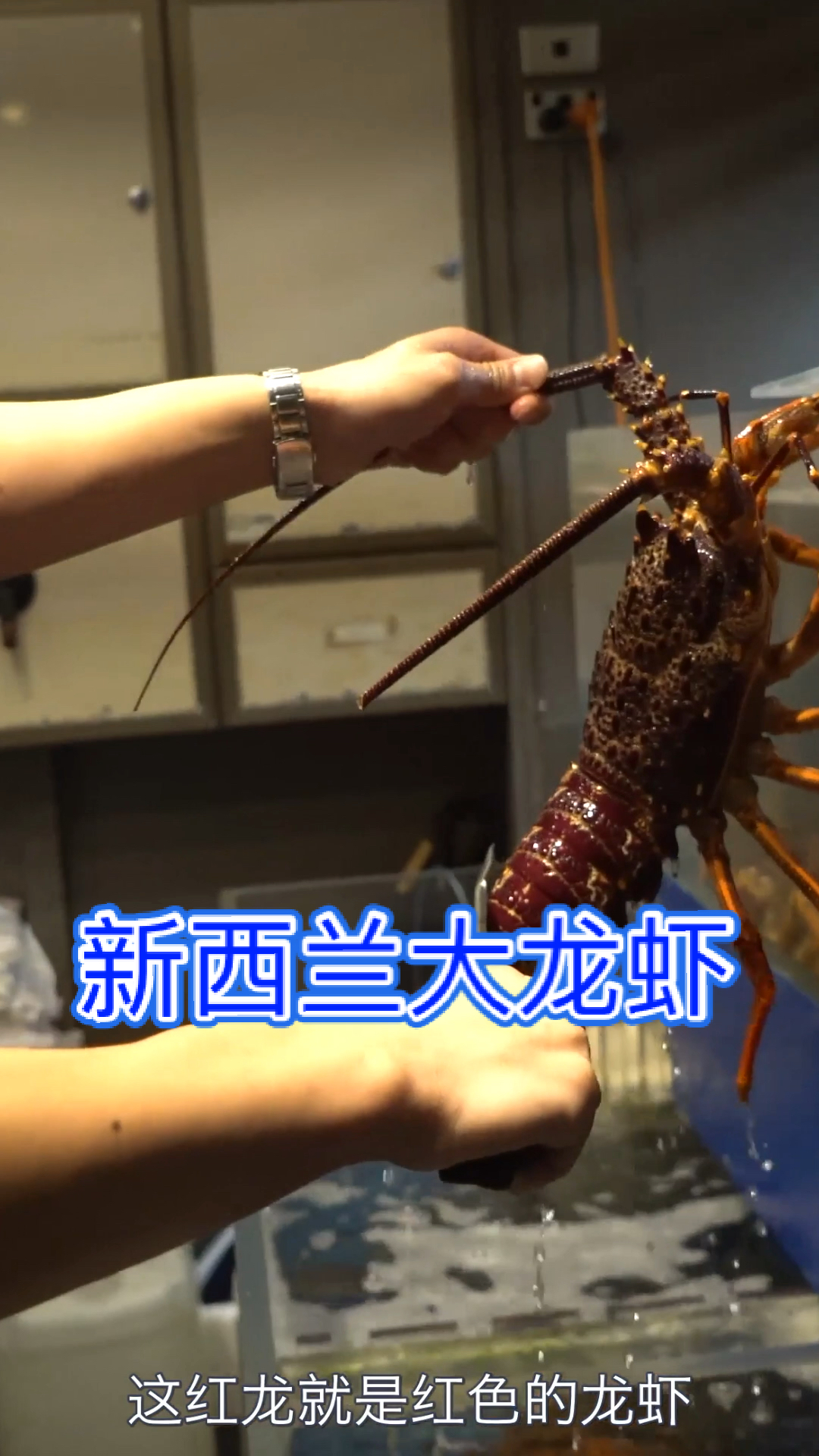 #我的私藏景点#在奥克兰吃大龙虾,当然选中餐馆