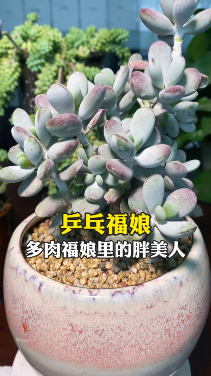 #有一种可爱叫多肉!#乒乓福娘的养殖方法和注意事项