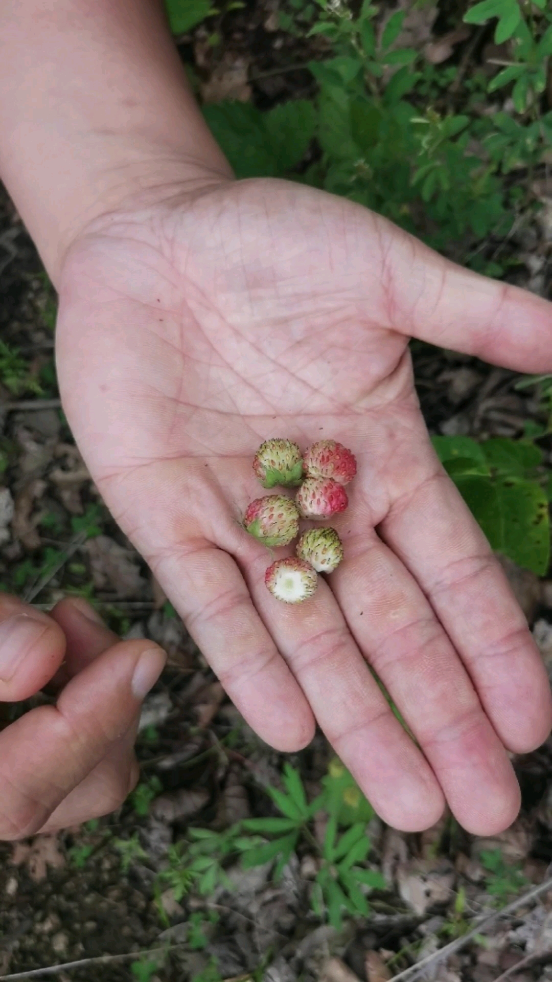#你好,夏天#野生高粱果成熟的季节,也叫野草莓,草莓味特浓,路边一片片的,没人采