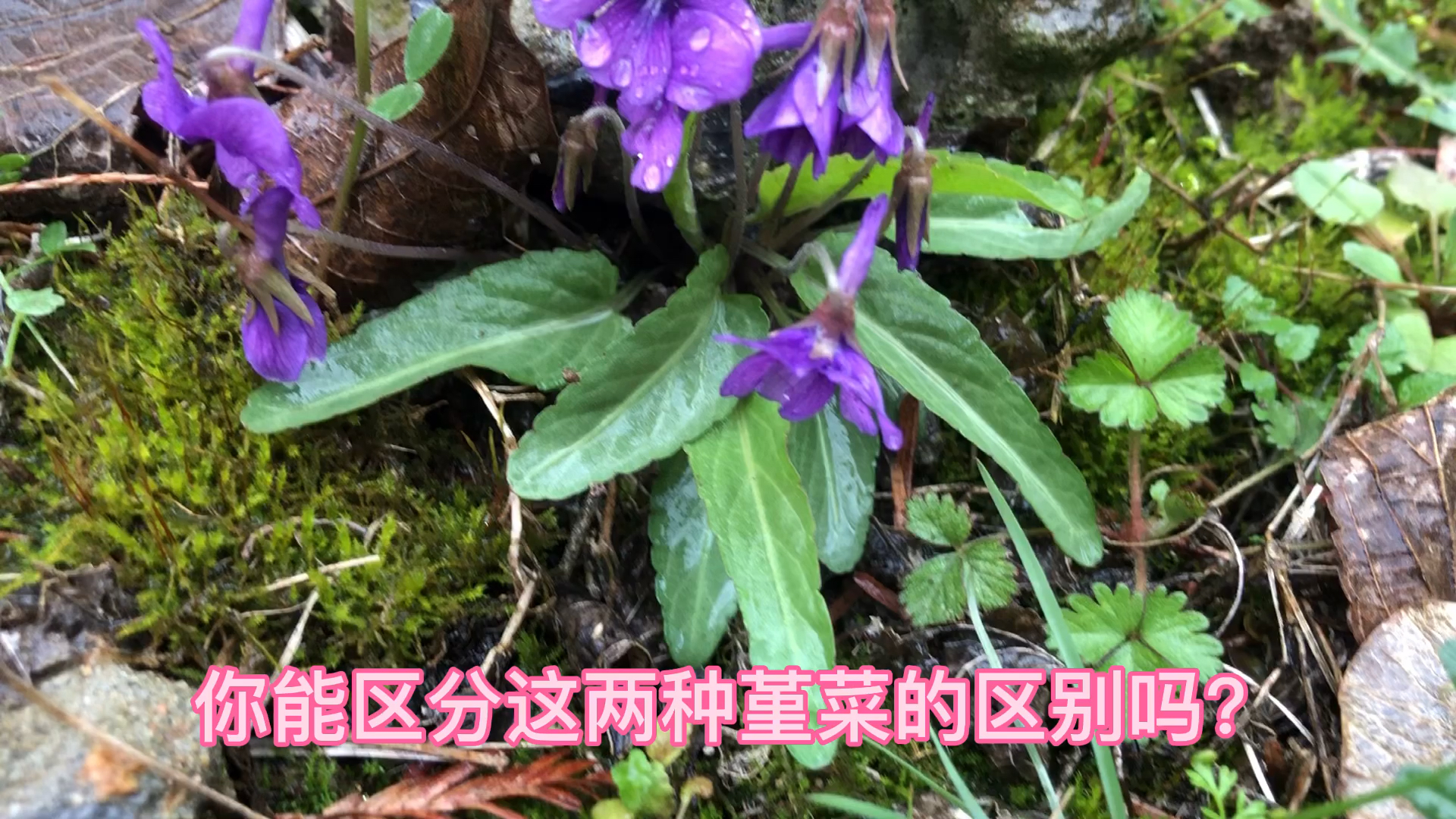 #一日一花#如何区分紫花地丁和早开堇菜?估计90%以上人都不知道!